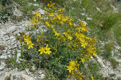 Hypericum coris