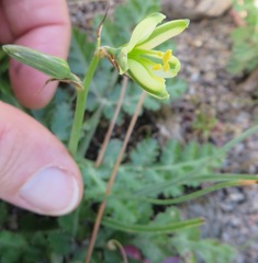 Albuca suaveolens