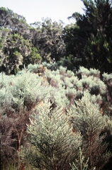 Seriphium kilimandscharicum