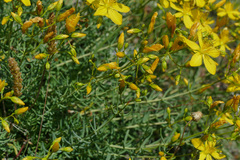 Hypericum coris