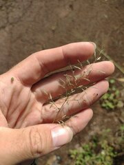 Eragrostis barrelieri