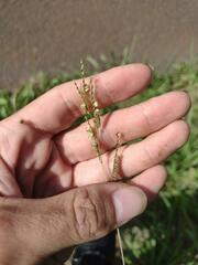 Paspalum fimbriatum