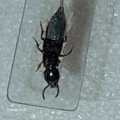 Philonthus rectangulus