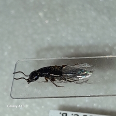 Philonthus rectangulus