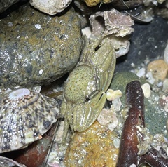 Petrolisthes cabrilloi
