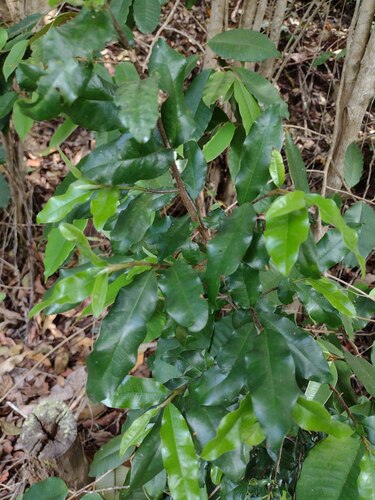 Sideroxylon persimile observed 2023-01-20