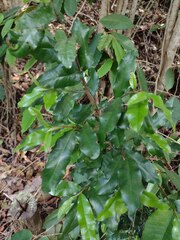 Sideroxylon persimile