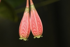 Agapetes subsessilifolia