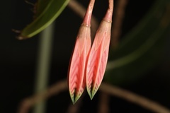 Agapetes subsessilifolia