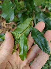 Sideroxylon persimile