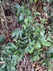 Sideroxylon persimile