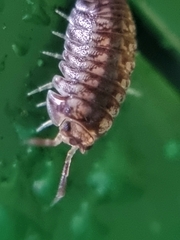 Scleropactidae