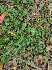 Calyptocarpus vialis