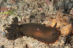 Dendrodoris arborescens