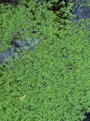 Callitriche stagnalis