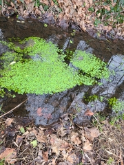 Callitriche stagnalis