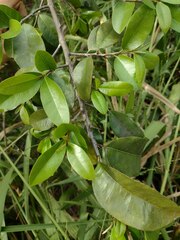 Sideroxylon persimile