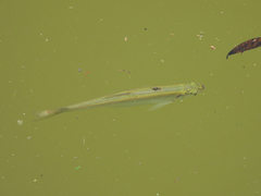 Hemiculter leucisculus