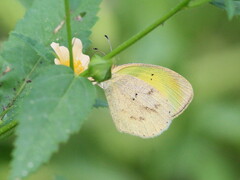 Eurema daira sidonia