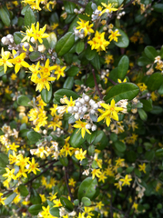 Corokia