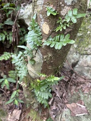 Arthropteris palisotii