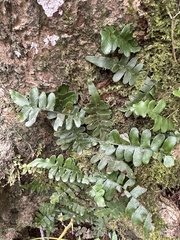 Arthropteris palisotii