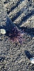 Echinoidea