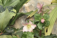 Helleborus thibetanus