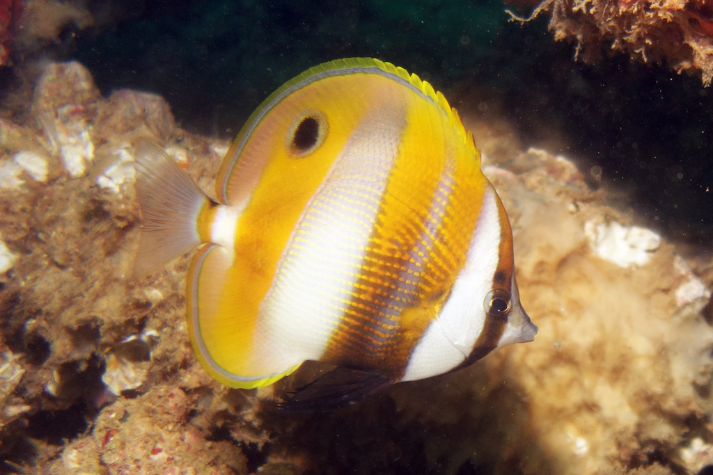 Orange-Tailed Coralfish