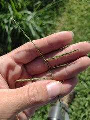 Urochloa distachya
