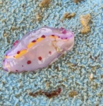 Hypselodoris bennetti