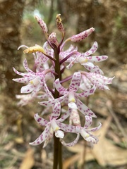 Dipodium