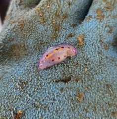 Hypselodoris bennetti