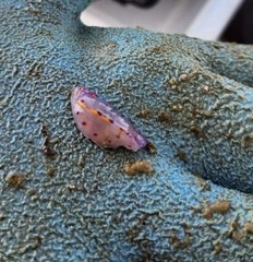 Hypselodoris bennetti
