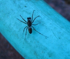 Linyphiidae