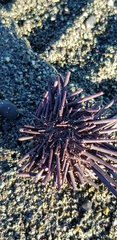 Echinoidea