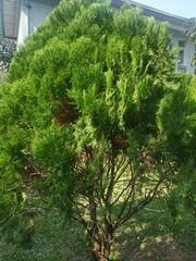 Thuja