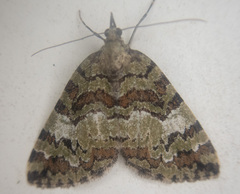 Hydriomena speciosata