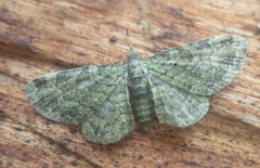 Pasiphila rectangulata