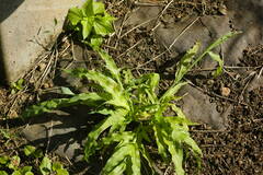 Paspalum fimbriatum
