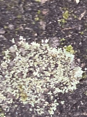 Protoparmeliopsis muralis