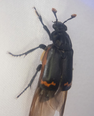Nicrophorus investigator