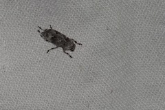 Anthribidae