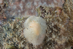 Discodorididae