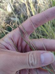 Eriochloa