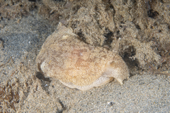 Pleurobranchaea maculata