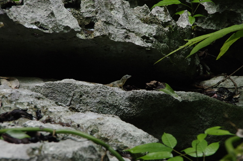Anolis bartschi