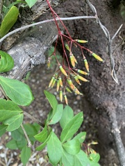 Berberis vulgaris