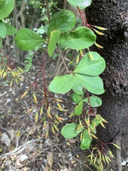 Berberis vulgaris