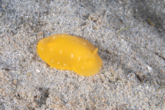 Doriopsilla aurea